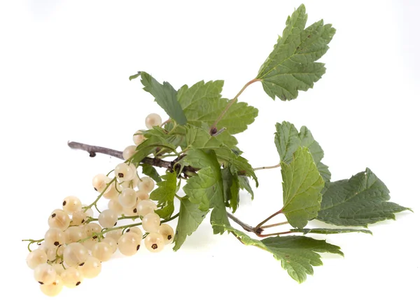 The branch of a white currant with green leaves, isolated on white background — Stock Photo, Image