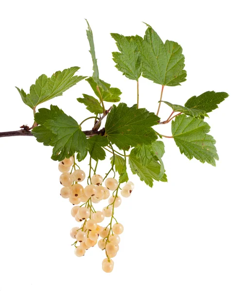 The branch of a white currant with green leaves, isolated on white background — Stock Photo, Image