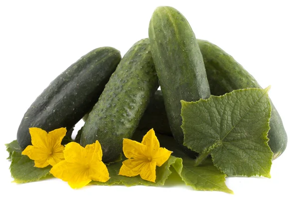 A bunch of cucumbers with yellow flowers on a white background — Stock Photo, Image