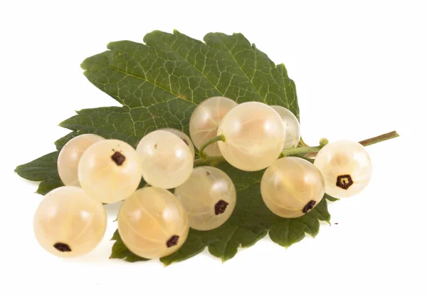Porzeczki białe jagody z zielonych liści, na białym tle — Zdjęcie stockowe