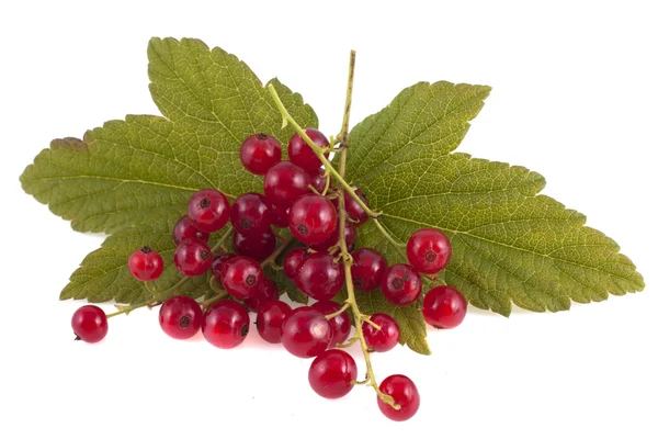 Bayas de grosella roja con hojas verdes, aisladas sobre fondo blanco — Foto de Stock