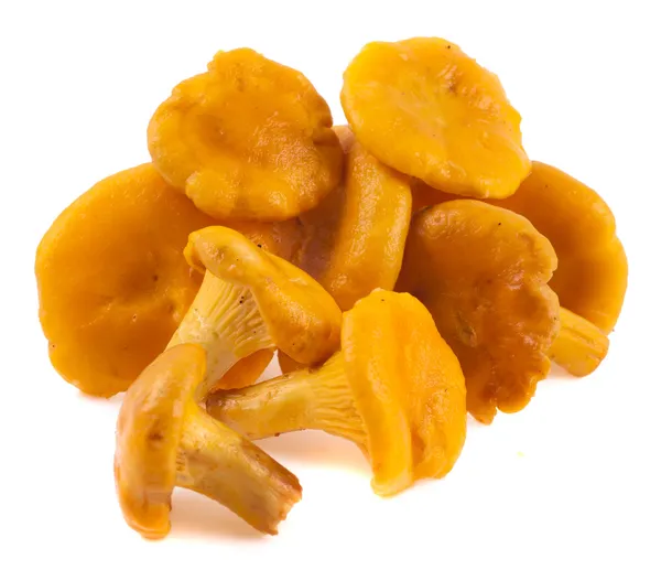 Champignons Chanterelle isolés sur fond blanc — Photo