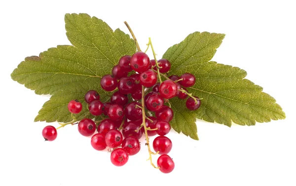 Bayas de grosella roja con hojas verdes, aisladas sobre fondo blanco — Foto de Stock