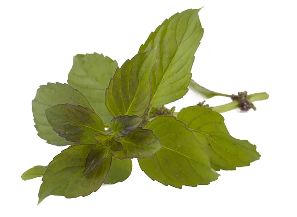 Mint on a white background — Stock Photo, Image