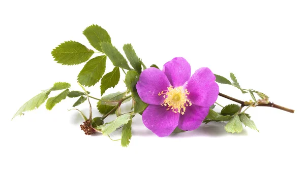 Um ramo de rosa selvagem com uma flor, isolado no fundo branco — Fotografia de Stock