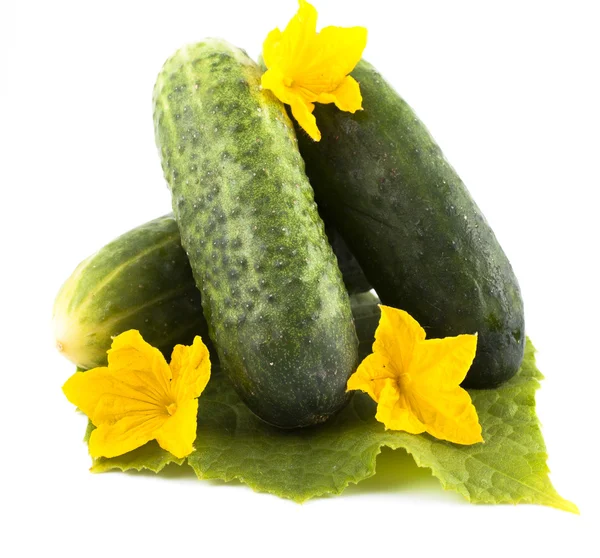 Fresh cucumber with yellow flowers lying on a green leaf. Isolated on white background — Stock Photo, Image