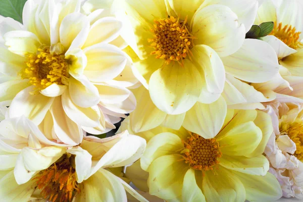 Bouquet de chrysanthèmes jaunes — Photo