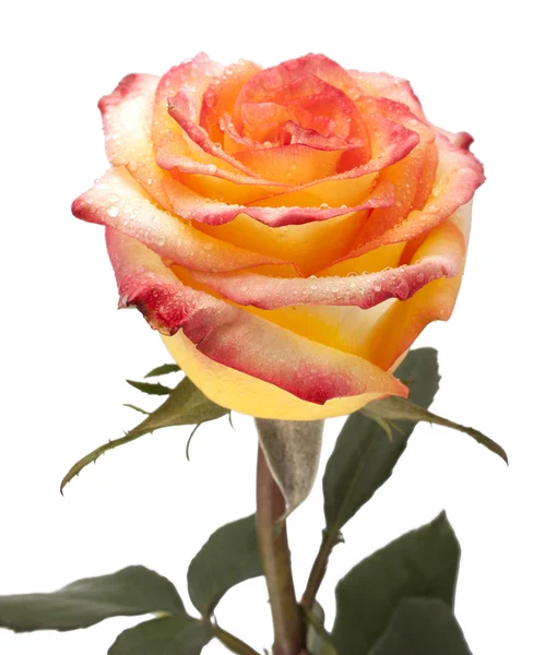 Růže, izolovaných na bílém pozadí — Stock fotografie