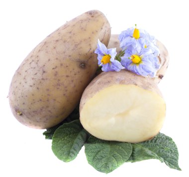 yaprakları ve beyaz arka plan üzerinde izole çiçeklerle yeni patates