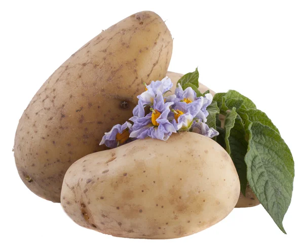 Neue Kartoffeln mit Blättern und Blüten isoliert auf weißem Hintergrund — Stockfoto