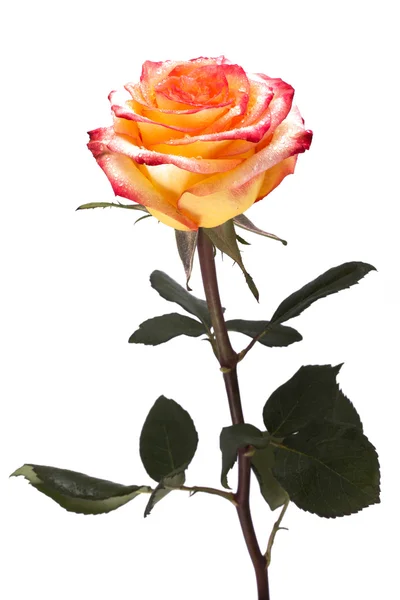 Rose, isolated on a white background — Stock Photo, Image