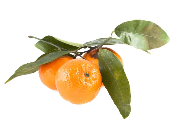 Mandarinas, aisladas sobre un fondo blancoMandarinio, aisladas sobre fondo blanco — Foto de Stock