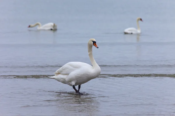 Cisne blanco —  Fotos de Stock