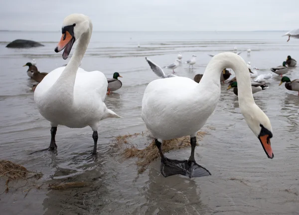 Cisnes —  Fotos de Stock