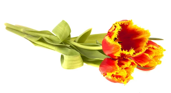 Strauß Tulpen auf weißem Hintergrund — Stockfoto