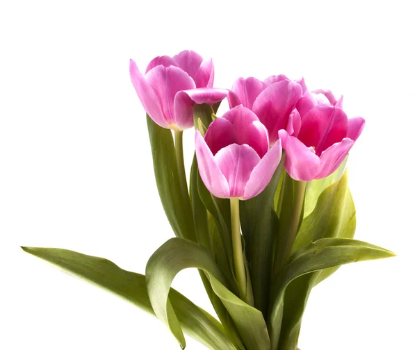 Strauß Tulpen auf weißem Hintergrund — Stockfoto