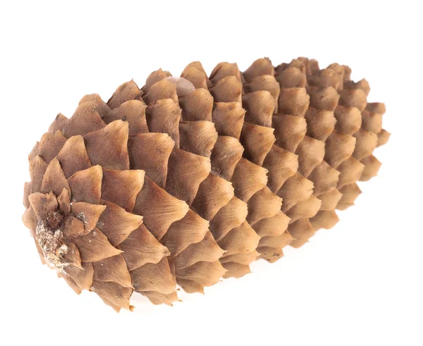 Pinecone no fundo branco — Fotografia de Stock