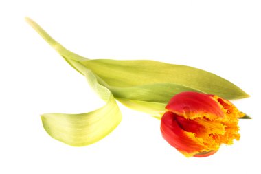 Beyaz arka planda bir buket lale.