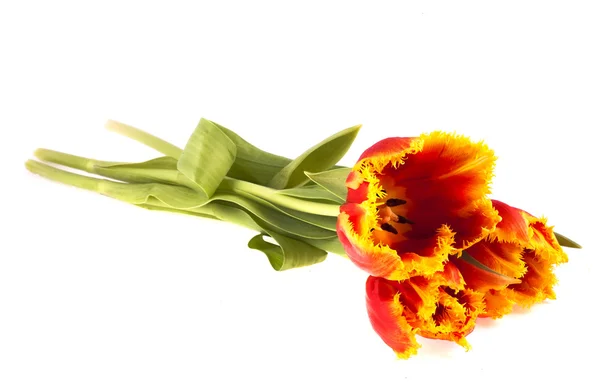 Bouquet di tulipani su sfondo bianco — Foto Stock