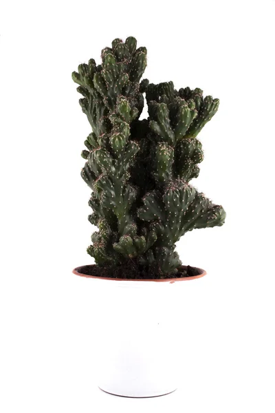 Kaktus im Topf auf weißem Hintergrund — Stockfoto