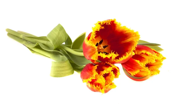 Kytice tulipánů na bílém pozadí — Stock fotografie