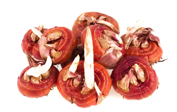 Gladiolen bollen op een witte achtergrond — Stockfoto