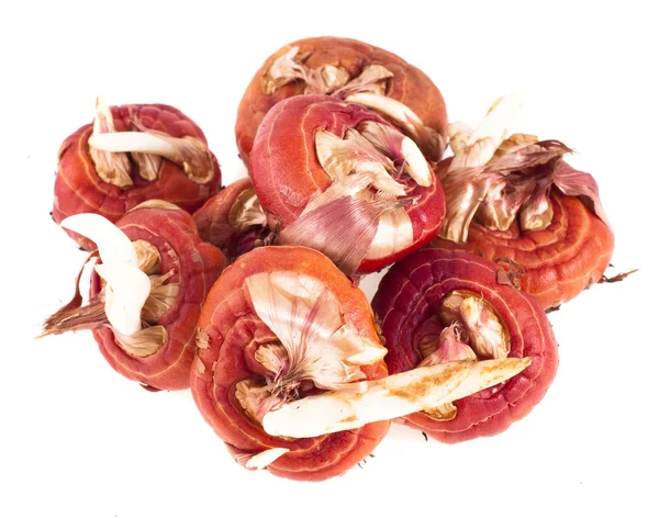 Gladiolus bulbs on a white background Stock Image