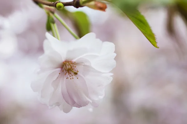 Körsbärsblommor — Stockfoto