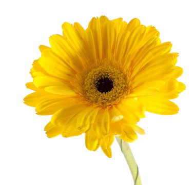 beyaz zemin üzerine sarı gerbera
