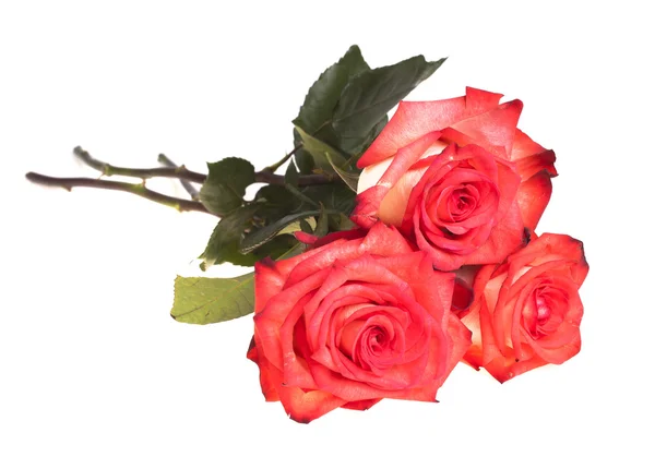 Bouquet of roses on a white background — Stock Photo, Image
