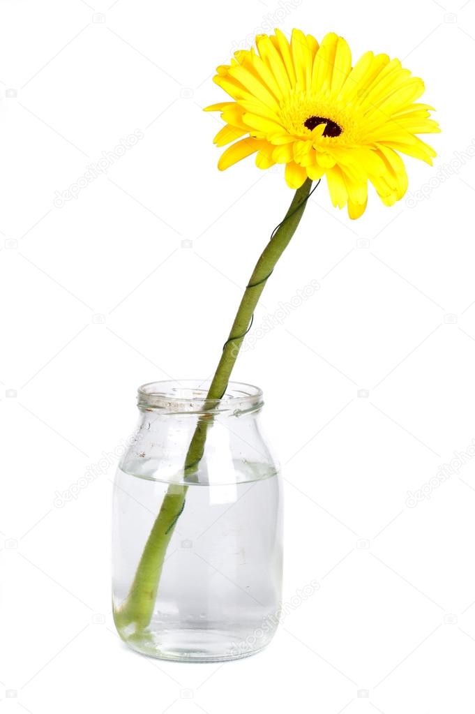 Yellow daisies in a pot with water on white background