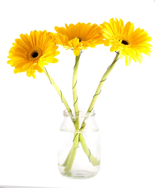 Tres gerberas en un frasco de agua sobre fondo blanco — Foto de Stock