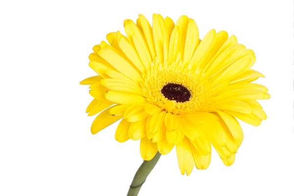 Gerbera jaune sur fond blanc — Photo