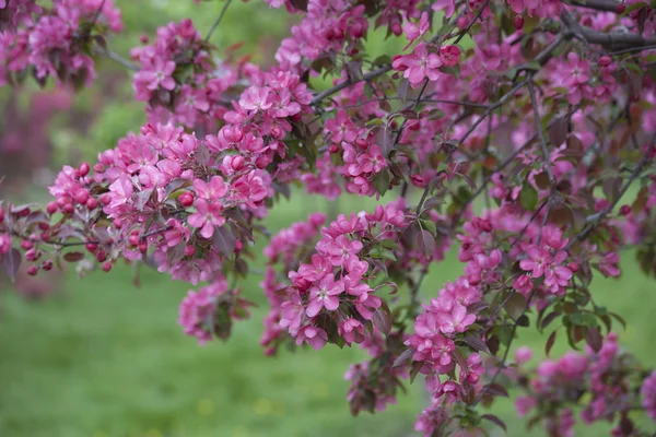 Kirschblüten — Stockfoto