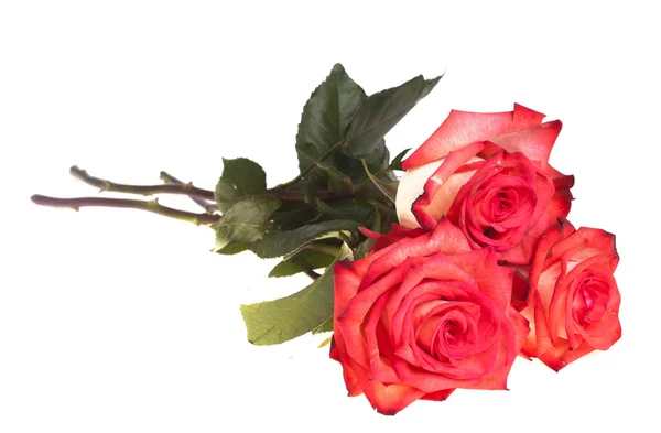 Strauß Rosen auf weißem Hintergrund — Stockfoto