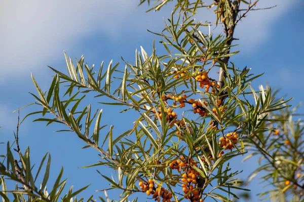 Orange Havtornsbär Buskar Havtorn — Stockfoto