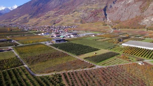 Valais Wine Region Switzerland Largest Vineyard Wine Production Area — Stock Video