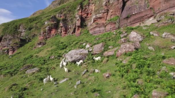 Cabras Saanen Salvajes Pastando Una Montaña — Vídeo de stock