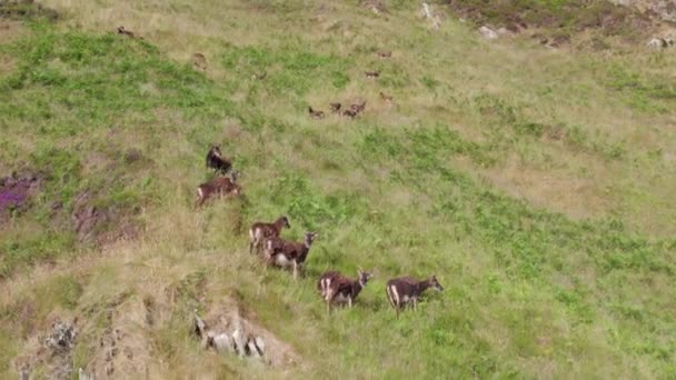 Pâturage Moutons Sauvages Sur Flanc Une Montagne Herbeuse — Video