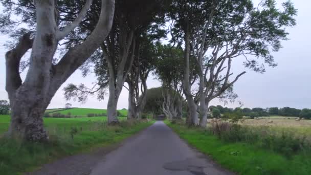 Kuzey Rlanda Daki Dark Hedges Popüler Turist Çekimi — Stok video