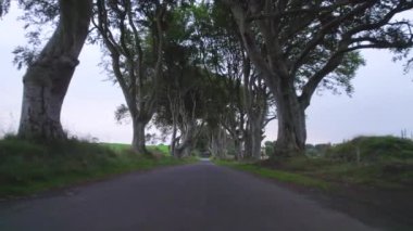 Kuzey İrlanda 'daki Dark Hedges Popüler Turist Çekimi