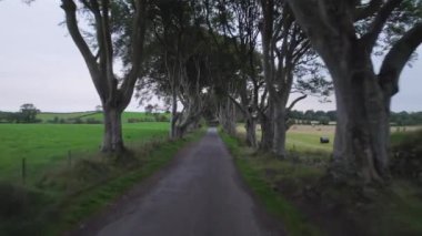 Kuzey İrlanda 'daki Dark Hedges Popüler Turist Çekimi