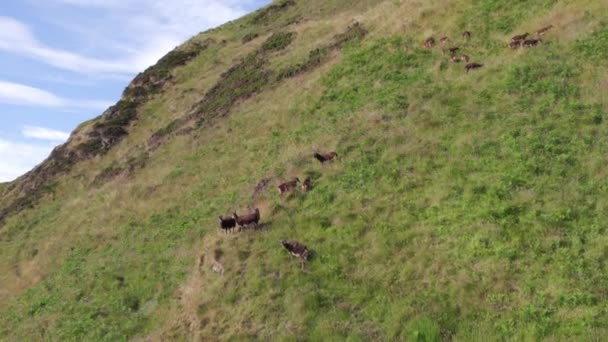 Selvagem Ovelhas Soja Selvagem Lado Uma Montanha Gramada — Vídeo de Stock