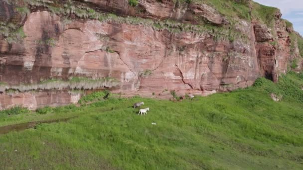 Wild Horses Roaming Grasslands Steep Mountain — Stock Video