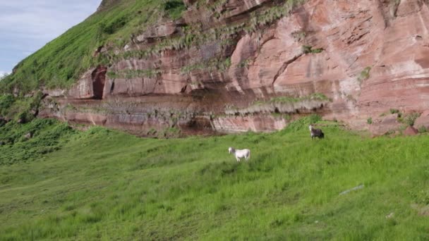 Ein Rudel Wildpferde Fuße Eines Berges — Stockvideo