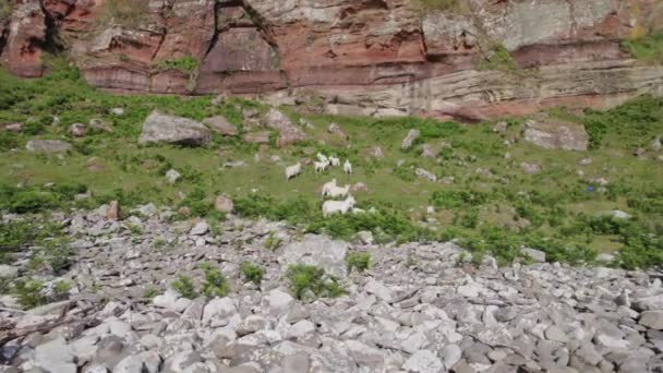 Cabras Saanen Blancas Silvestres Grazing Los Pies Una Montaña — Vídeo de stock