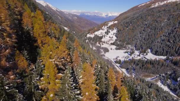 Lasy Górskie Jesienią Szwajcarii — Wideo stockowe