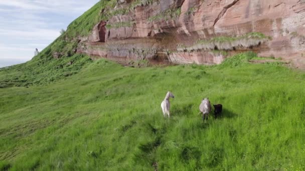 Une Meute Chevaux Sauvages Pied Une Montagne — Video