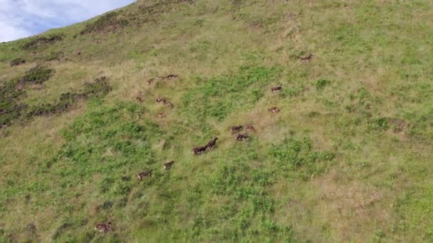 草の山の側面に野生のソイの羊の放牧 — ストック動画