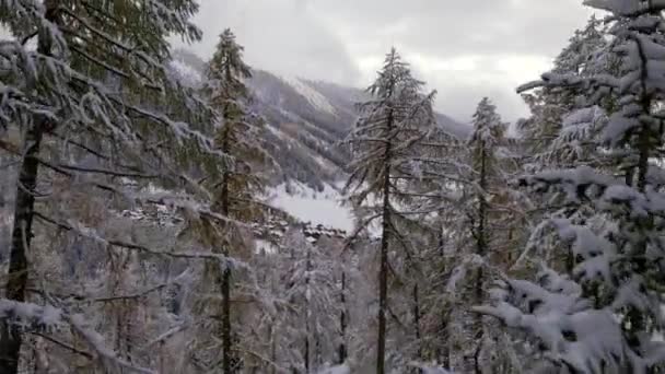 Pohon Dan Hutan Swiss Selama Musim Dingin — Stok Video